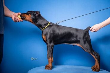 Psi: GROM Doberman Kennel predstavlja stenad iz linijskog parenja Pride of — 9