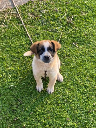 İtlər: Alabay, 1 ay, Erkek, Cütləşmə üçün, Ünvandan götürmə — 4