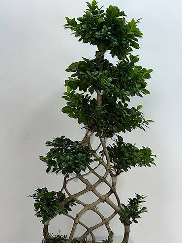 Другие комнатные растения: ПРОДАЮ КОМНАТНЫЕ РАСТЕНИЯ! 🌱 Бамбук — 3000 сом 🌳 Бонсай — 4100 сом 🌳 — 10