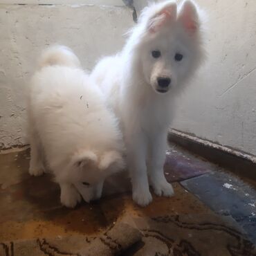 it itib: Samoyed, 5 ay, Erkek