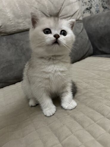 Pişiklər: Şinşilla, Dişi, Ünvandan götürmə — 5