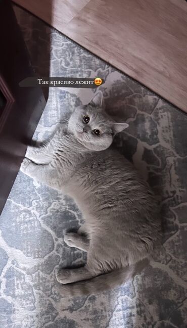 переноска для кошек цена: Кошка даром: Британская короткошёрстная, 2 года, Мальчик, Приучена к лотку, Проглистована