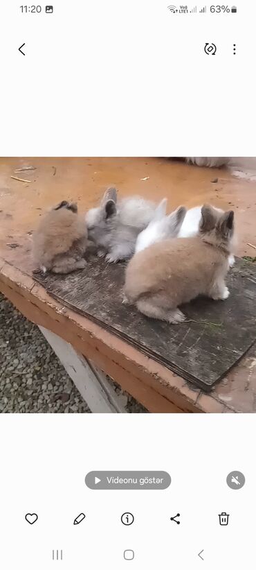 Dovşanlar: Angora tipli tüklü dovşanlar bala 8 manat - Növ: Uzun tüklü (Angora — 6