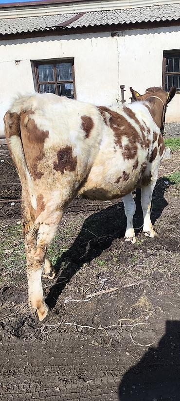 Коровы, быки: Продаю | Тёлка | Айрширская — 9