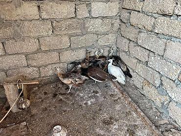 ov quşları: Qaraqanad ve Yava tovuz quslari,4 ayliq. 1ededi 250 azn - — 2