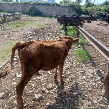 en yaxsi bugda sortu: Dişi, il: 5, 500 kq, Damazlıq, Südlük, Ünvandan götürmə