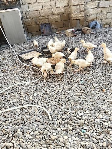 мальтипу в баку: Ağ lal ördəklər sağlamdırlar 2 aylıq 23 dənədir real alıcılar narahat — 5