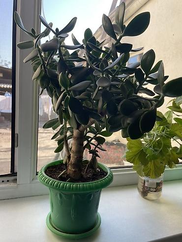 Молочаи: Суккуленты в горшках 1) Денежное дерево (Crassula ovata) - Крупное — 1