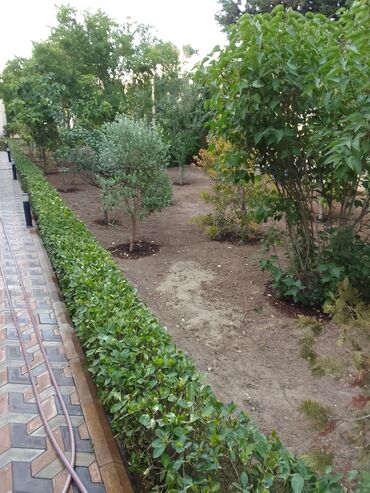 Bağbanlar: Salam bağ evlərində, Abyektlərdə parklarda bağban xidməti görülür — 16