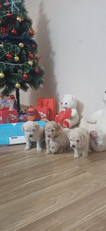 İtlər: Pudel, Dişi, Peyvəndli, Ödənişli çatdırılma — 6