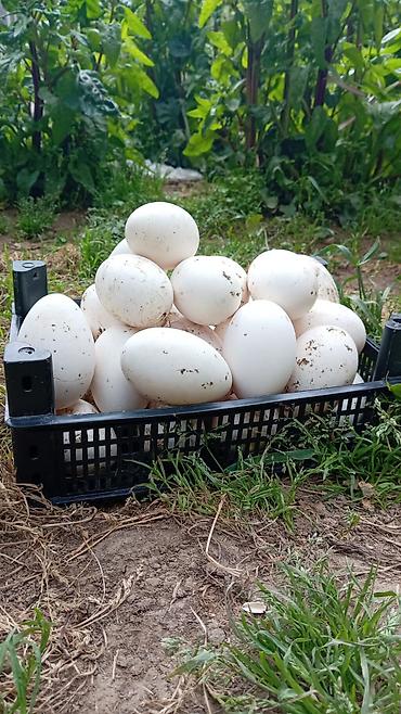 bal arısı satışı: Kuban qazının yumurtasi 2 azn unvan baki mehdiabad — 1