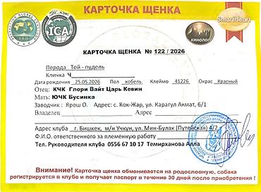 Продажа собак: Пудель, 2 месяца, Самец, С родословной — 5