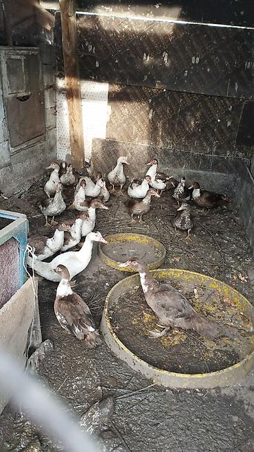форель токмок: Продаю 🦆 индоутки домашние молодые сами выводят жирные на мясо тоже — 1