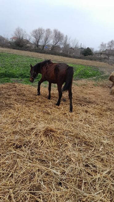 kənd təsərrüfatı heyvanları: 35 yeriyir boy 140 yaş 8 bogazdi