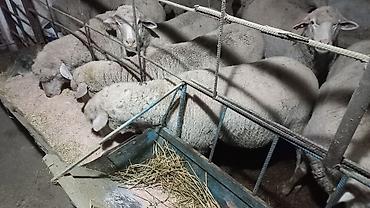 Сатам | Ургаачы кой (ургаачы) | Меринос | Союуга, Көбөйтүү үчүн — 3