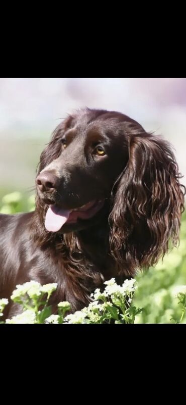 акустические системы 4.2 колонка в виде собак: Щенки охотничьего типа (смесь спаниеля/легавой по экстерьеру) - Помёт