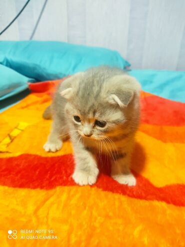 Pişiklər: Şotland, Erkək, Dişi, Yaxşı əllərə, Ünvandan götürmə — 16