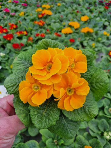 Otaq bitkiləri: 1Gullerin satişi unvanniza odenişli çatrlmada var karistan karpiz — 26