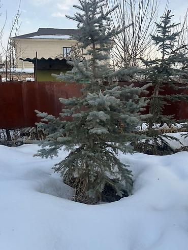 Декоративные деревья: Саженцы деревьев: Ели — 5