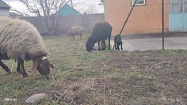 Баран, овца: Продаю | Овца (самка) | Для разведения | Матка — 5