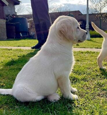 mali cupavi psi: Labrador retriver štenci U ponudi leglo štenaca rase labrador