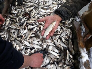 живая рыба в бишкеке: Малек сигалетка толстолобика амур карпа есть доставка машинами