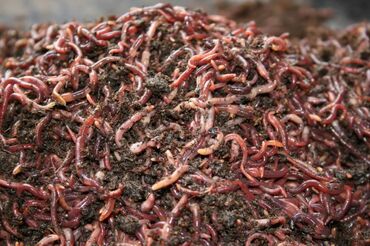 талас животные: Продается красные Калифорнийские черви и биогумус . Бишкек