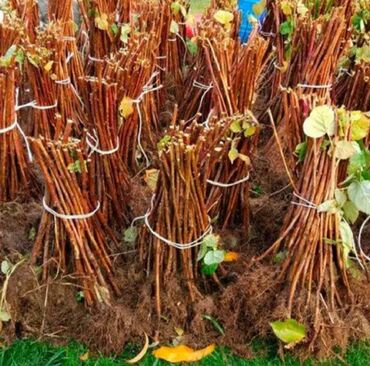 Şitillər: Sarı və qırmızı və qara moruq (çəpər) tingləri5-3-10 Məhsul: - Açıq — 2