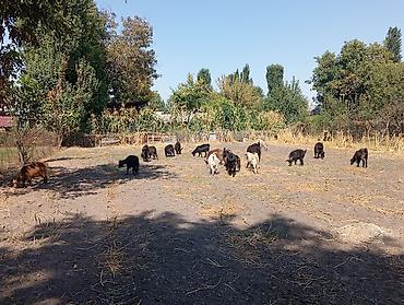 цена пони: Продаю | Коза (самка), Козёл (самец), Козлёнок | Полукровка, Зааненская | На забой, Для разведения, Для молока | Племенные, Осеменитель — 3