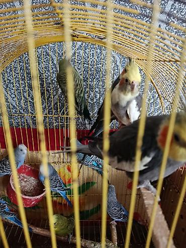 dalmatin satilir: Növ: Dalmatin və boz rəng çalarlı nimfa (cockatiel) papağanları və — 2