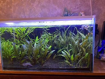 Akvarium aksesuar və ləvazimatları: Təbii ekosistem qurulmuş bitki akvaryumu satılır. içində balıqla — 6