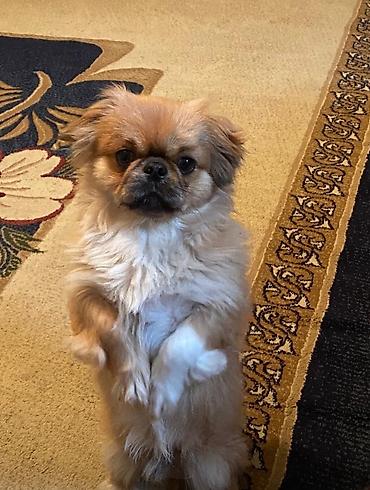 cütləşdirmə: Erkək təmiz pekinesdir tam sağlamdır cütləşdirməyə təmiz dişi pekines — 2