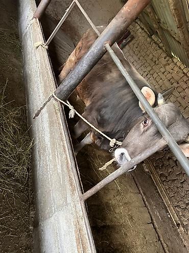 Коровы, быки: Продаю | Бык (самец) | На откорм | Племенные — 4