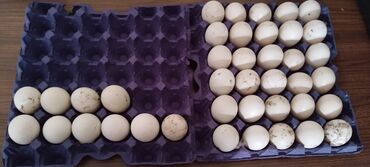 pon pon yumurtası: Mayali Lal ördək yumurtasi.Yerli cins lal ordeyin yumurtasidi.Cemi 40