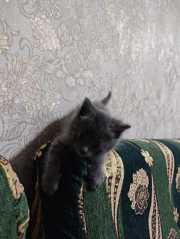 бесплатные котята: 3 месяца, Мальчик, Серый, Приучена к лотку, Проглистована — 6