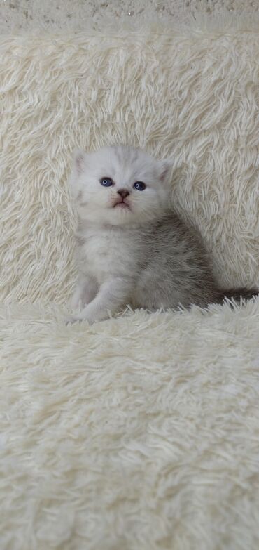 белые вислоухие котята: Шотландские котята три недели предварительная бронь