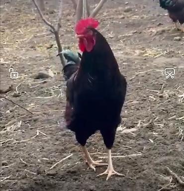 K/t heyvanları və malları: Red island, Rod aylend, Mohagan xuruzu satılır. 6 aylıq cavan və aktiv — 2