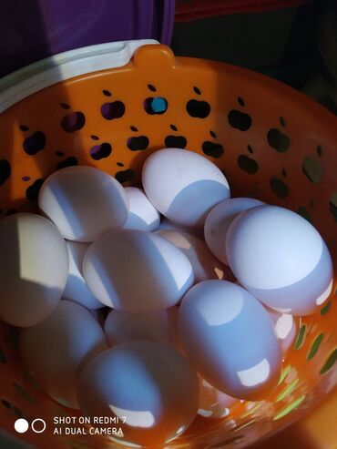 перепелиные мясо: Продаю яйца куриные, домашние, без антибиотиков, на корме без лишней