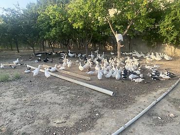evdə ilbiz: Şəkillərdə müxtəlif növ ev quşları görünür: əsasən ağ qazlar, ördəklər — 4