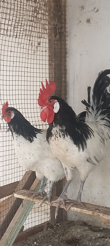 ağdam xoruzu: Xoruz, il: 1
