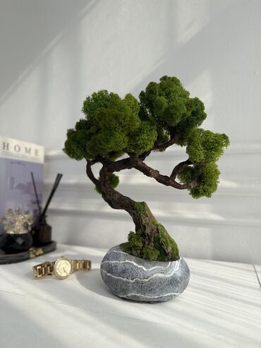 искусственный дерево: Декоративное дерево бонсай, выполненное из стабилизированного мха