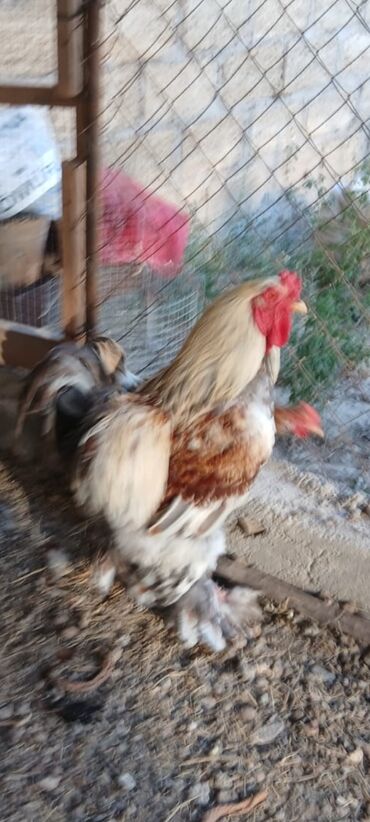 Cücələr: Brahma xoruzu böyük ölçülü, qəhvəyi, krem və ağ rənglərin qarışığı