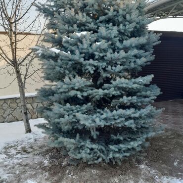 Ёлки: Продаю Голубые Ели Оптом и в розницу Ели Тянь Шаньевские от 3500 с — 8
