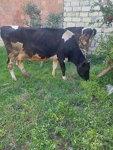1: Dişi, Holsteyn, il: 3, Südlük, Ünvandan götürmə — 4