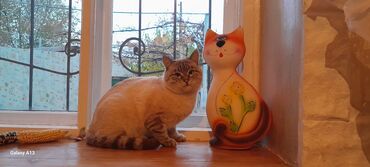 дом животные: Кошка даром: Сиамская, 2 года, Мальчик