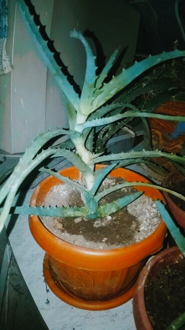 юв феникс пеларгония: Алоэ и кактусы👈 🌵алоэ от 200 сом за один👈 🌵рассада кактуса "Красный