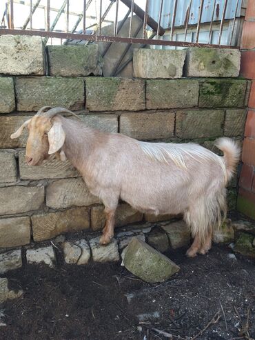 Keçi, çəpiş: Salam.keçilər satıram 5dənədir hamsı bir yerdə kom satılır — 6