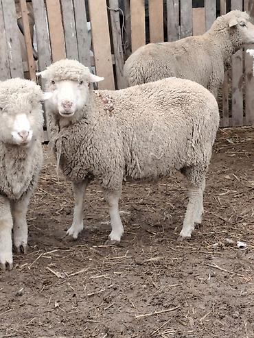 Баран, овца: Продаю | Овца (самка), Ягненок, Баран (самец) | Меринос — 2