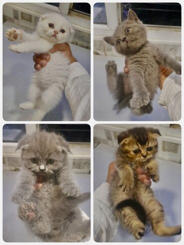 sort pişik: Şotland, Erkək, Dişi