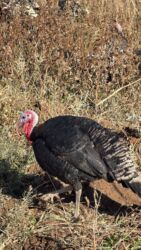 дома на продажу в бишкеке: Продам домашних индюков на свободном выгуле — Бишкек Продаю домашних